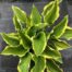 Hosta Sieboldiana 'Frances Williams'
