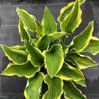 Hosta Sieboldiana 'Frances Williams'