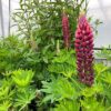 Lupine rood