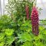Lupine rood