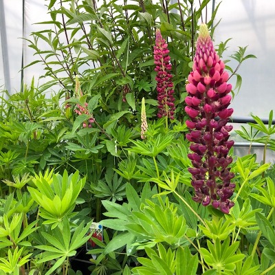 Lupine rood