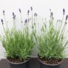 Lavendel 'Hidcote'