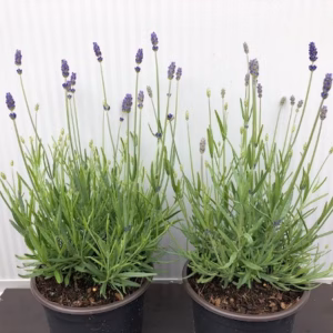 Lavendel 'Hidcote'