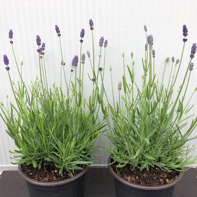 Lavendel 'Hidcote'