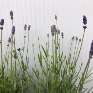 Lavendel 'Hidcote'