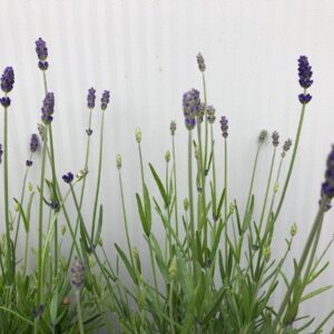 Lavendel 'Hidcote'