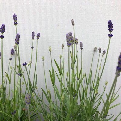 Lavendel 'Hidcote'