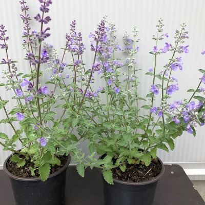 Nepeta 'Walker's low' (Kattenkruid)