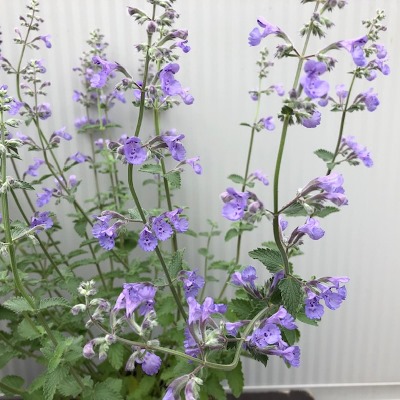 Nepeta 'Walker's low' (Kattenkruid)