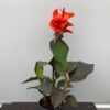 Canna Atlantic beauty