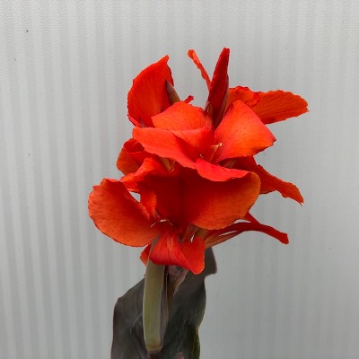 Canna Atlantic beauty