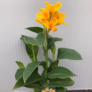 Canna Tenerife