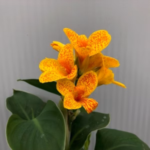 Canna Tenerife