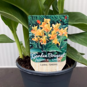 Canna Tenerife