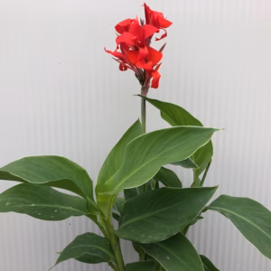 Canna Kreta