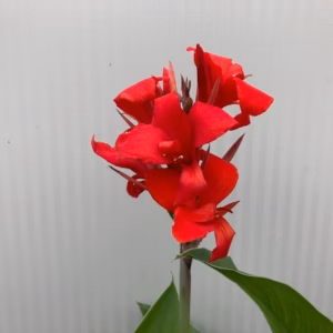 Canna Kreta