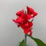 Canna Kreta