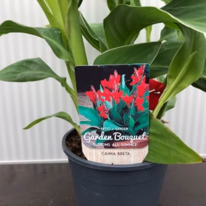 Canna Kreta