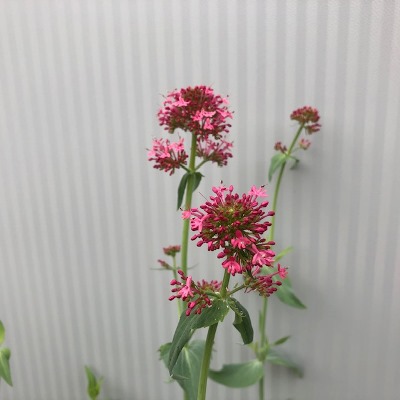 Centranthus (Spoorbloem)