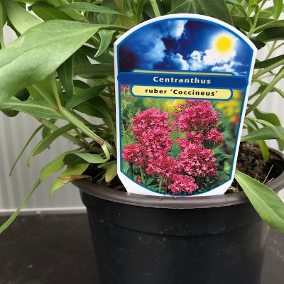 Centranthus ruber 'Coccineus'