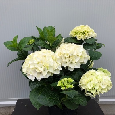 Hydrangea macrophylla wit