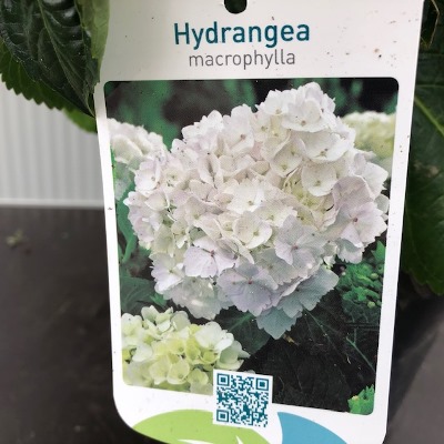 Hydrangea macrophylla wit