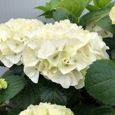 Hydrangea (Hortensia)