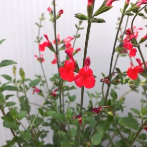 Salvia micro. 'Hot lips'