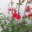 Salvia micro. 'Hot lips'