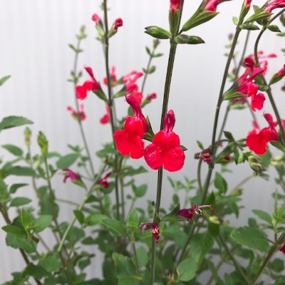 Salvia (Salie)