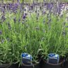Lavendel 'Hidcote'