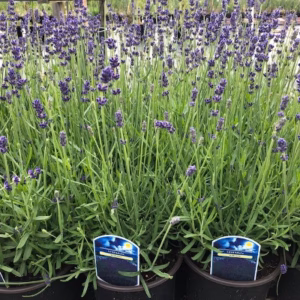 Lavendel 'Hidcote'