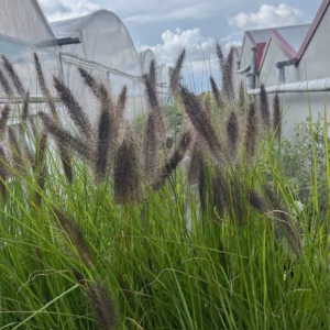 Pennisetum alopercoides Viridescens (Lampenpoetsersgras)