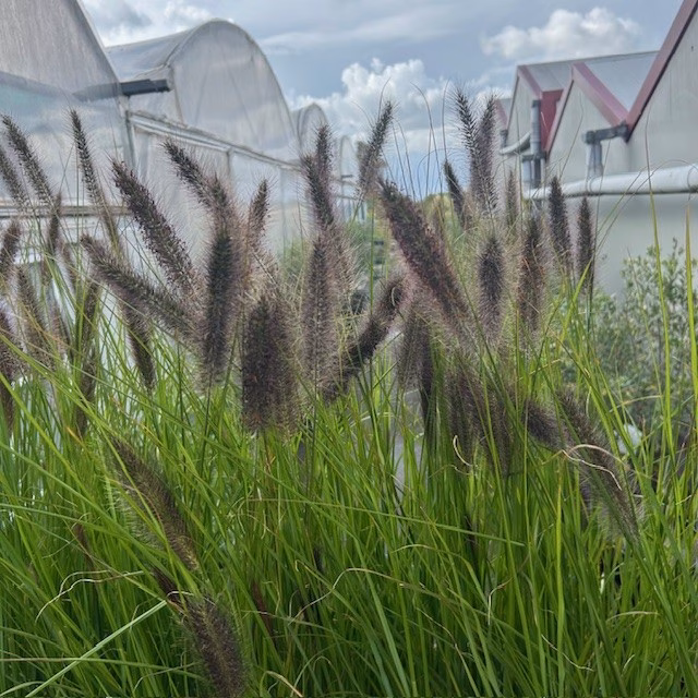 Pennisetum alopercoides Viridescens (Lampenpoetsersgras)