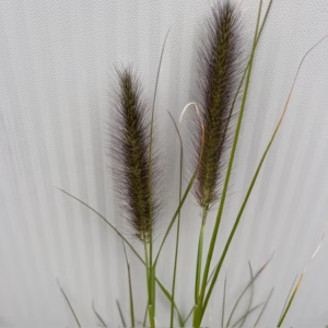 Pennisetum alopercoides Viridescens (Lampenpoetsersgras)