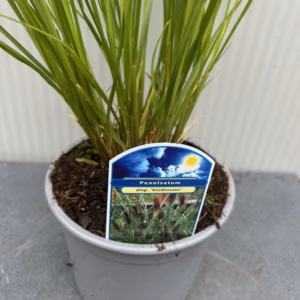 Pennisetum alopercoides Viridescens (Lampenpoetsersgras)