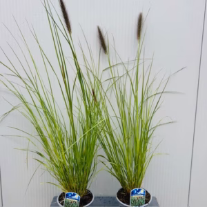Pennisetum alopercoides Viridescens (Lampenpoetsersgras)