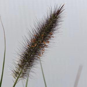 Pennisetum alopercoides Viridescens (Lampenpoetsersgras)