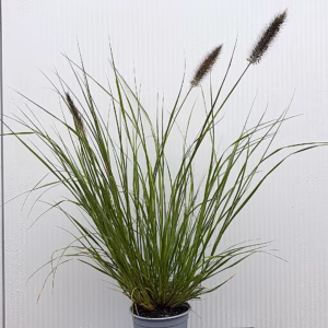 Pennisetum alopercoides Viridescens (Lampenpoetsersgras)