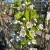 Perenboom 'Conference'