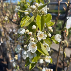 Perenboom 'Conference'