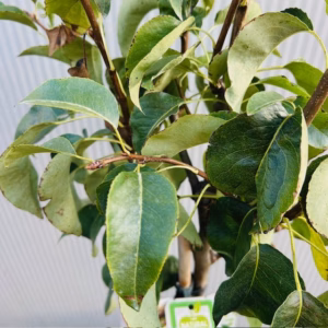 Perenboom 'Conference' laagstam