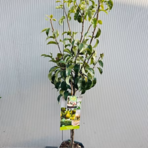 Perenboom 'Conference' laagstam