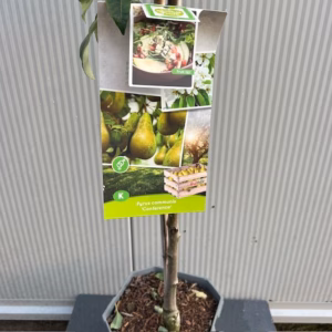 Perenboom 'Conference' laagstam