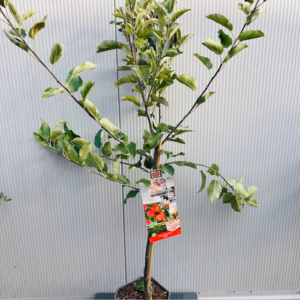 Appelboom 'Elstar' laagstam