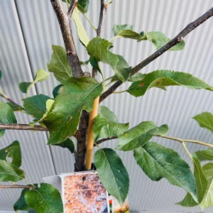 Appelboom 'Elstar' laagstam