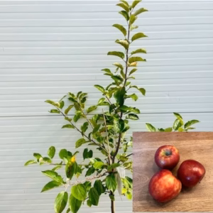 Appelboom laagstam 'Elstar'