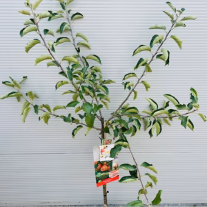 Appelboom 'Jonagold' laagstam