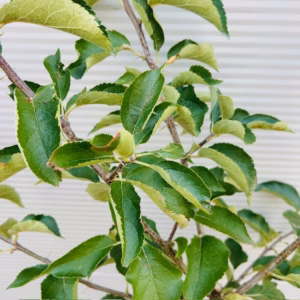 Appelboom 'Jonagold' laagstam