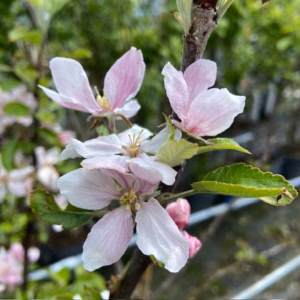 Appelbloesem Jonagold
